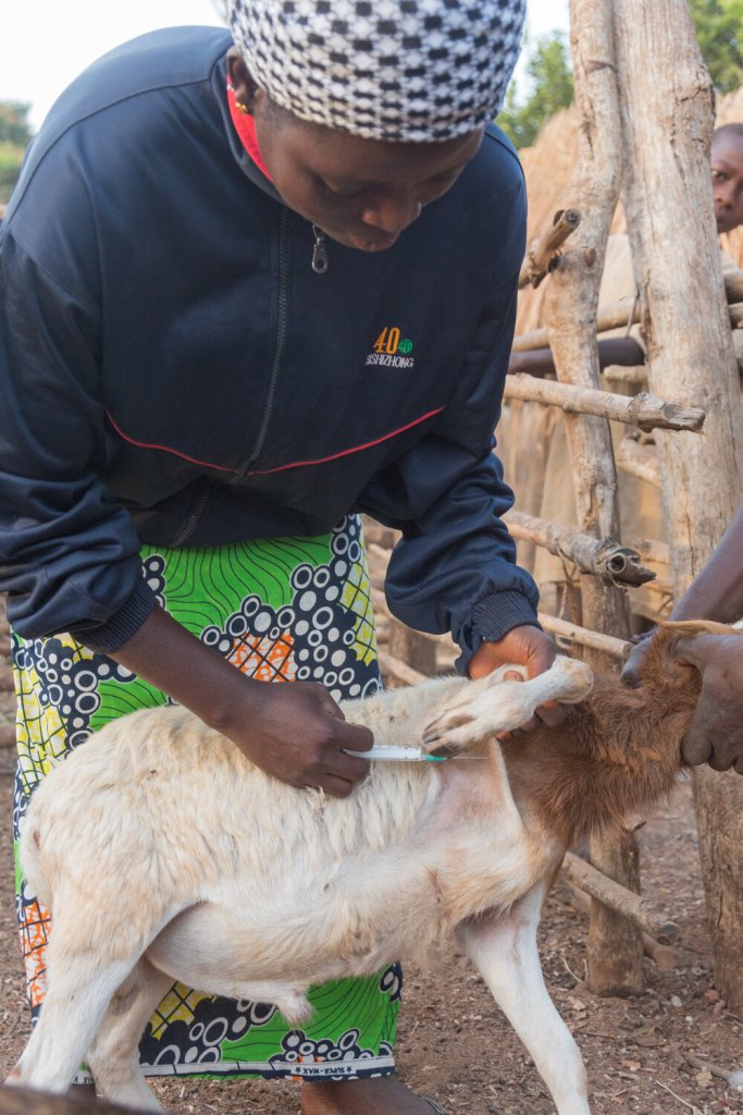 Emeline Kadjatatal, the first female animal health worker in her region of Togo near the Abdoulaye forest. VSF SUISSE.
