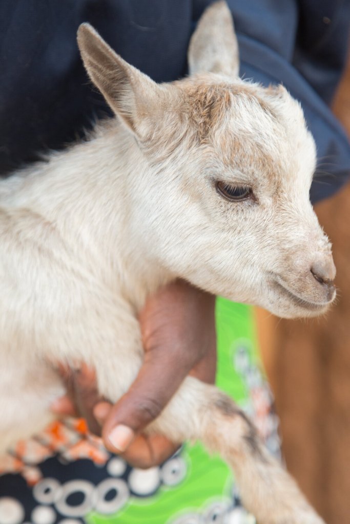 Emeline Kadjatatal, the first female animal health worker in her region of Togo near the Abdoulaye forest. VSF SUISSE.